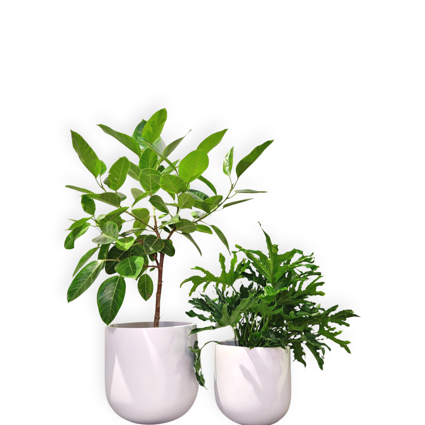 Large Variegated Ficus Altissima