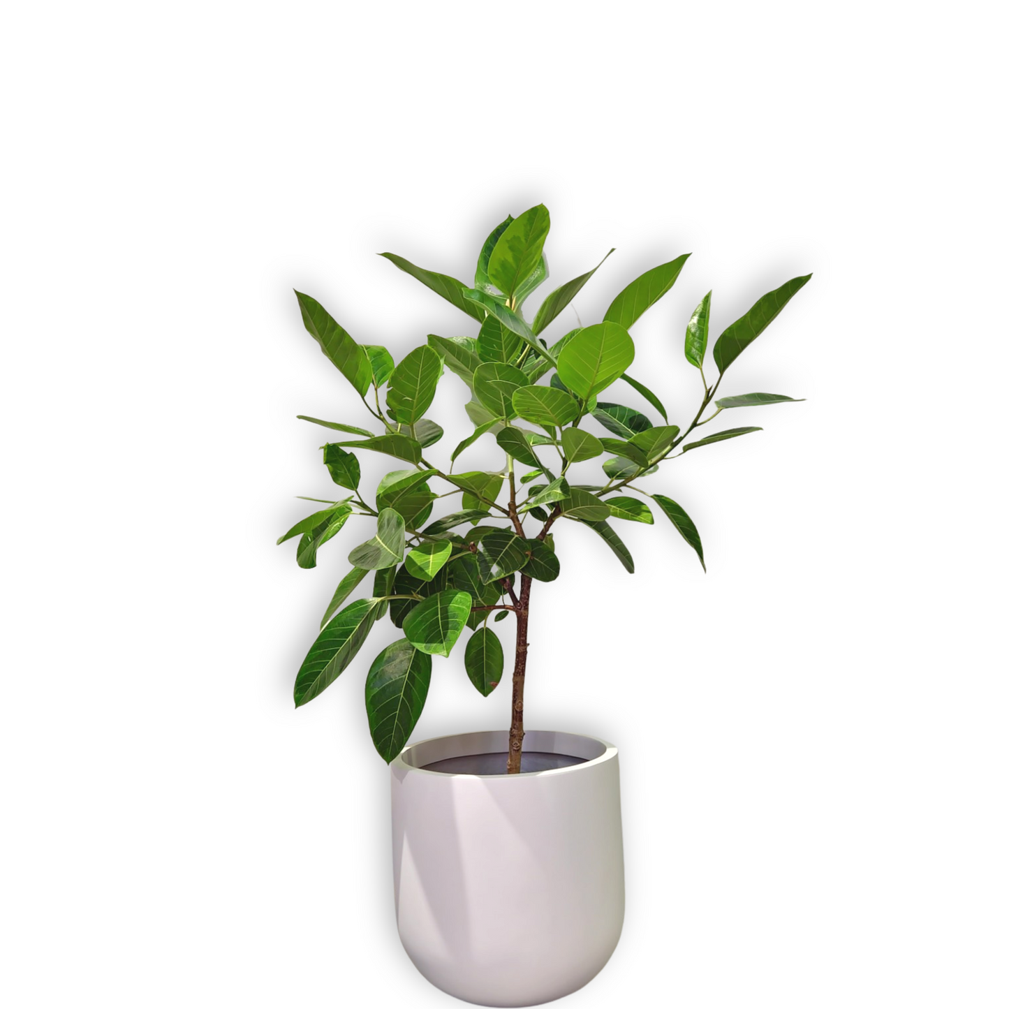 Large Variegated Ficus Altissima