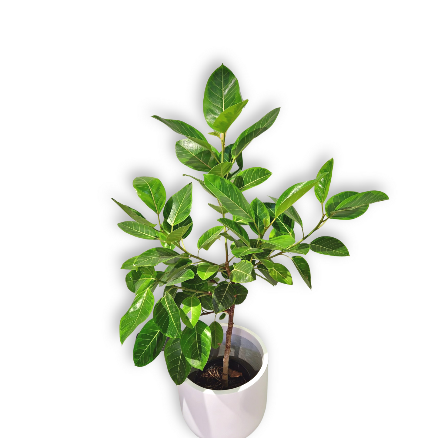 Large Variegated Ficus Altissima