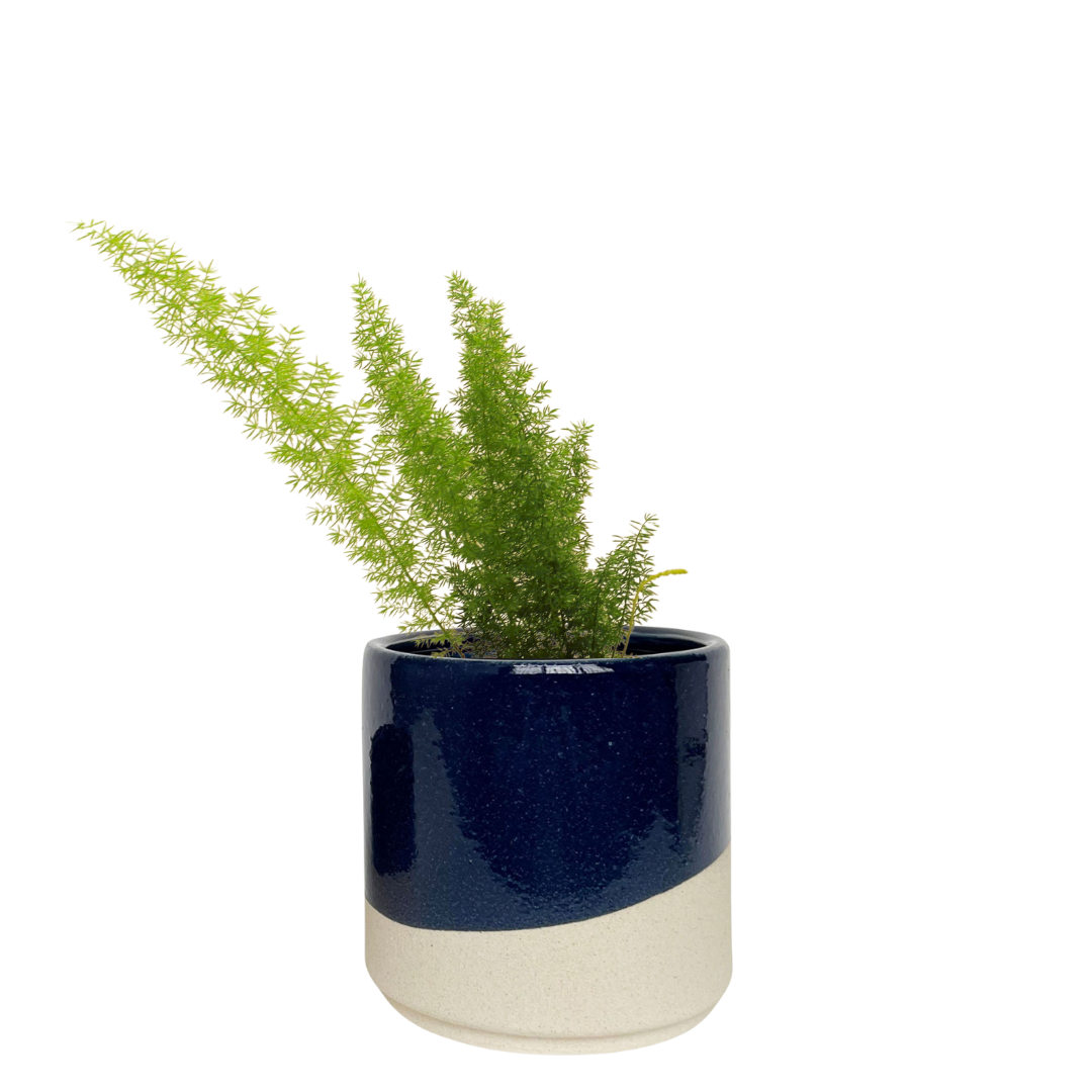 Roxy planter