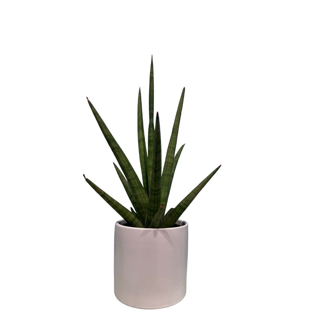 Snake Plant Fernwood