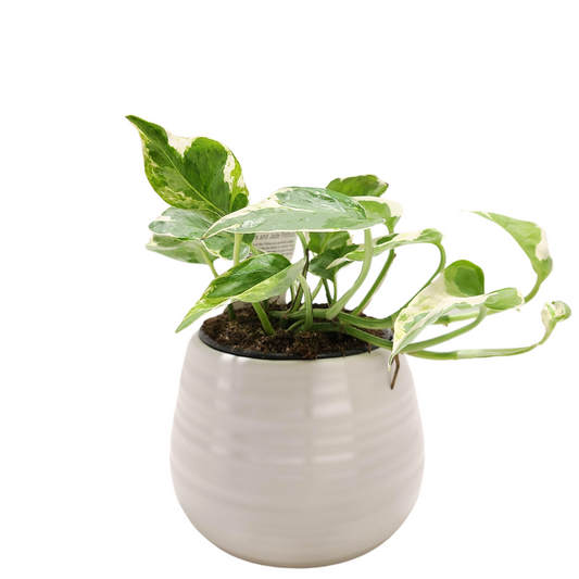 Carina Planter