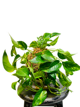 Load image into Gallery viewer, Golden Pothos Kokedama - Large
