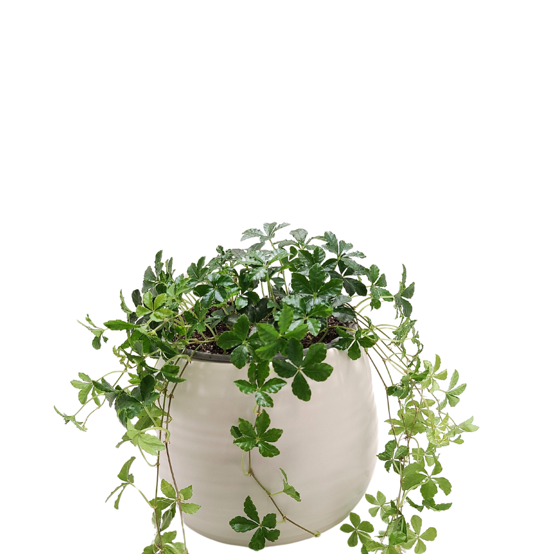 Carina Planter