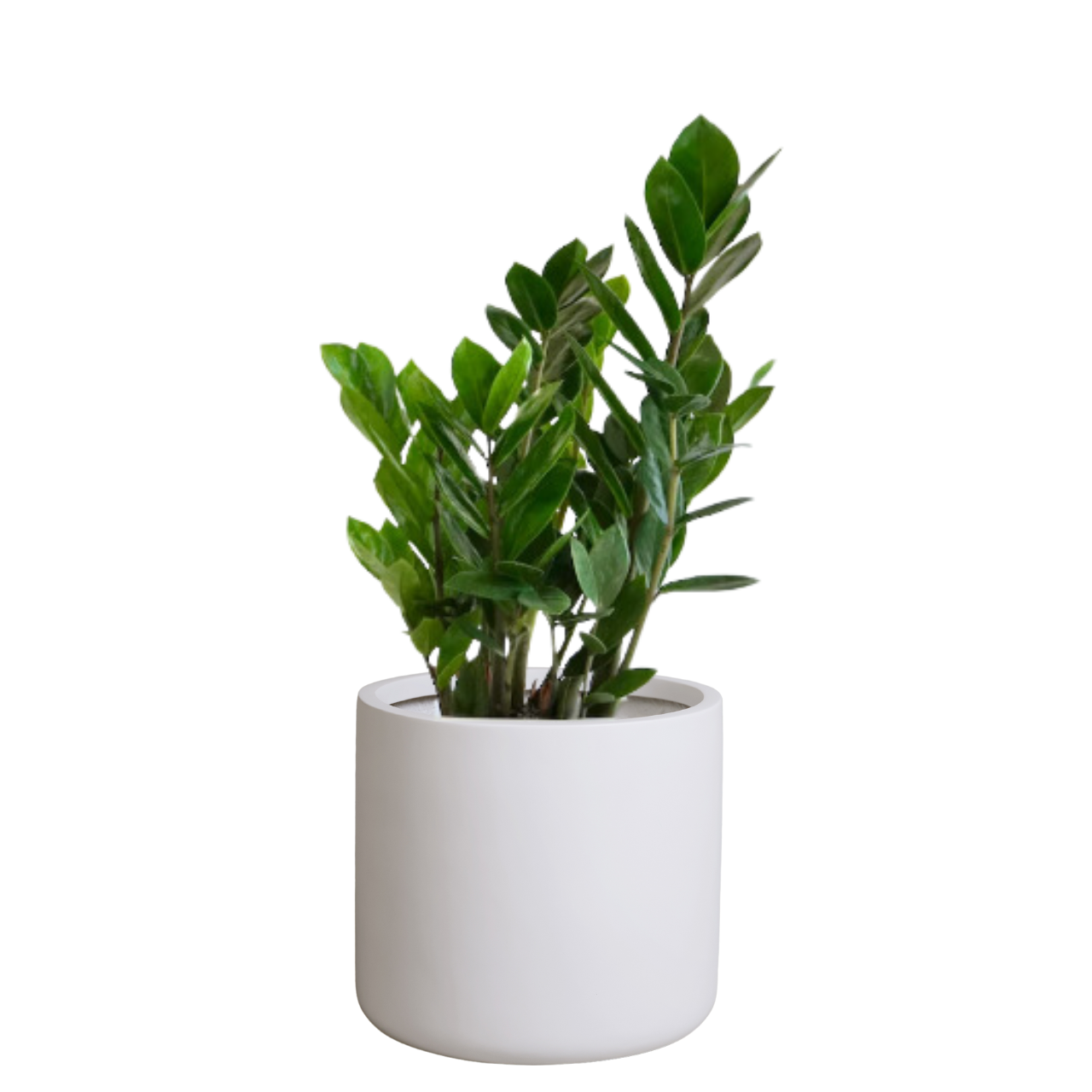Cylus Fiberglass Planter