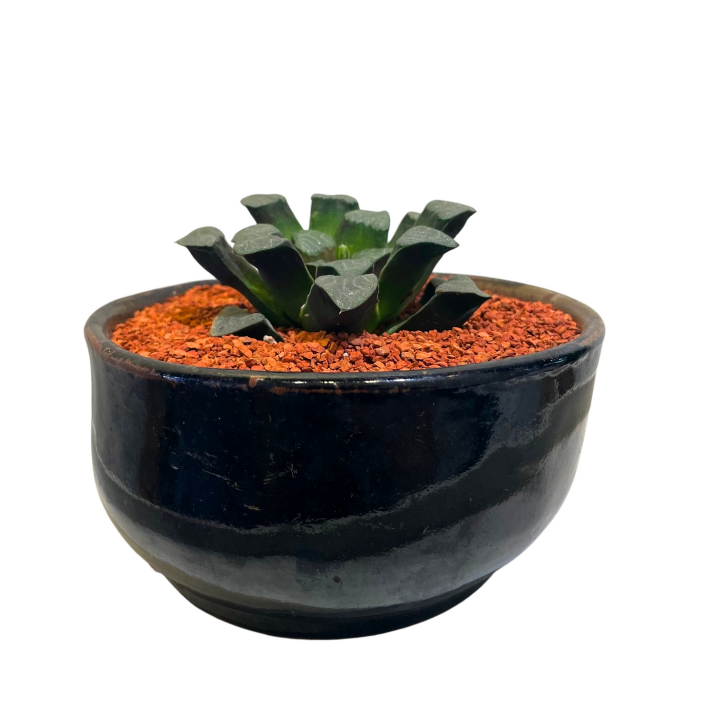 Haworthia Bayeri
