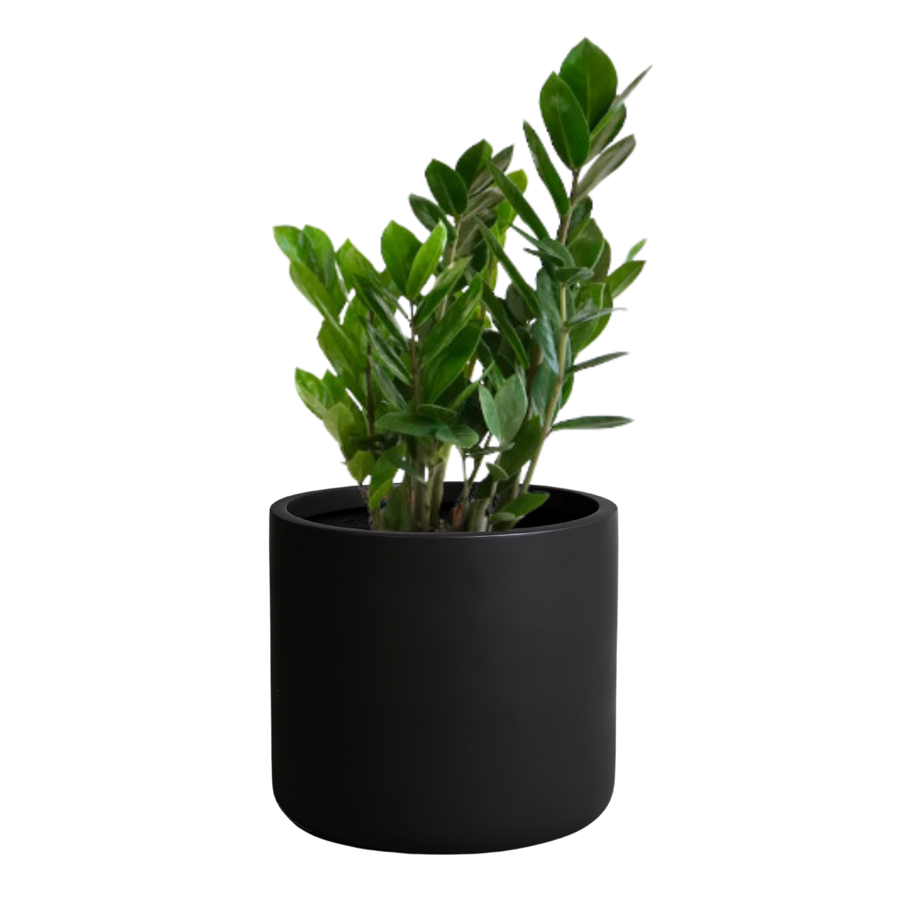 Cylus Fiberglass Planter