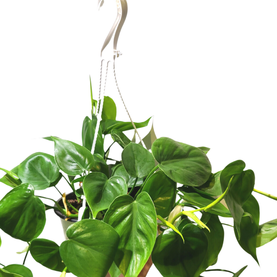Philodendron Heart hanging basket
