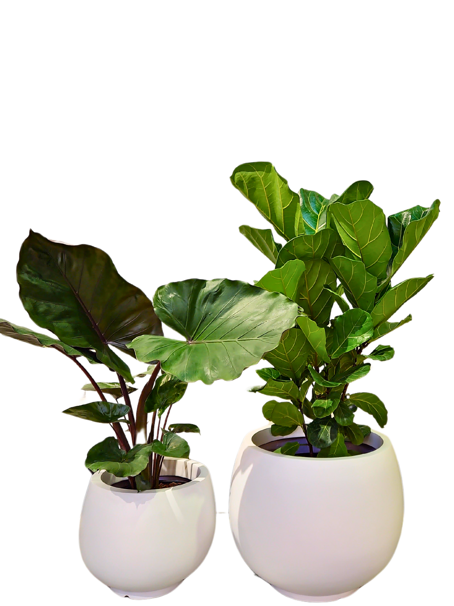 Sophie Fiberglass Planter