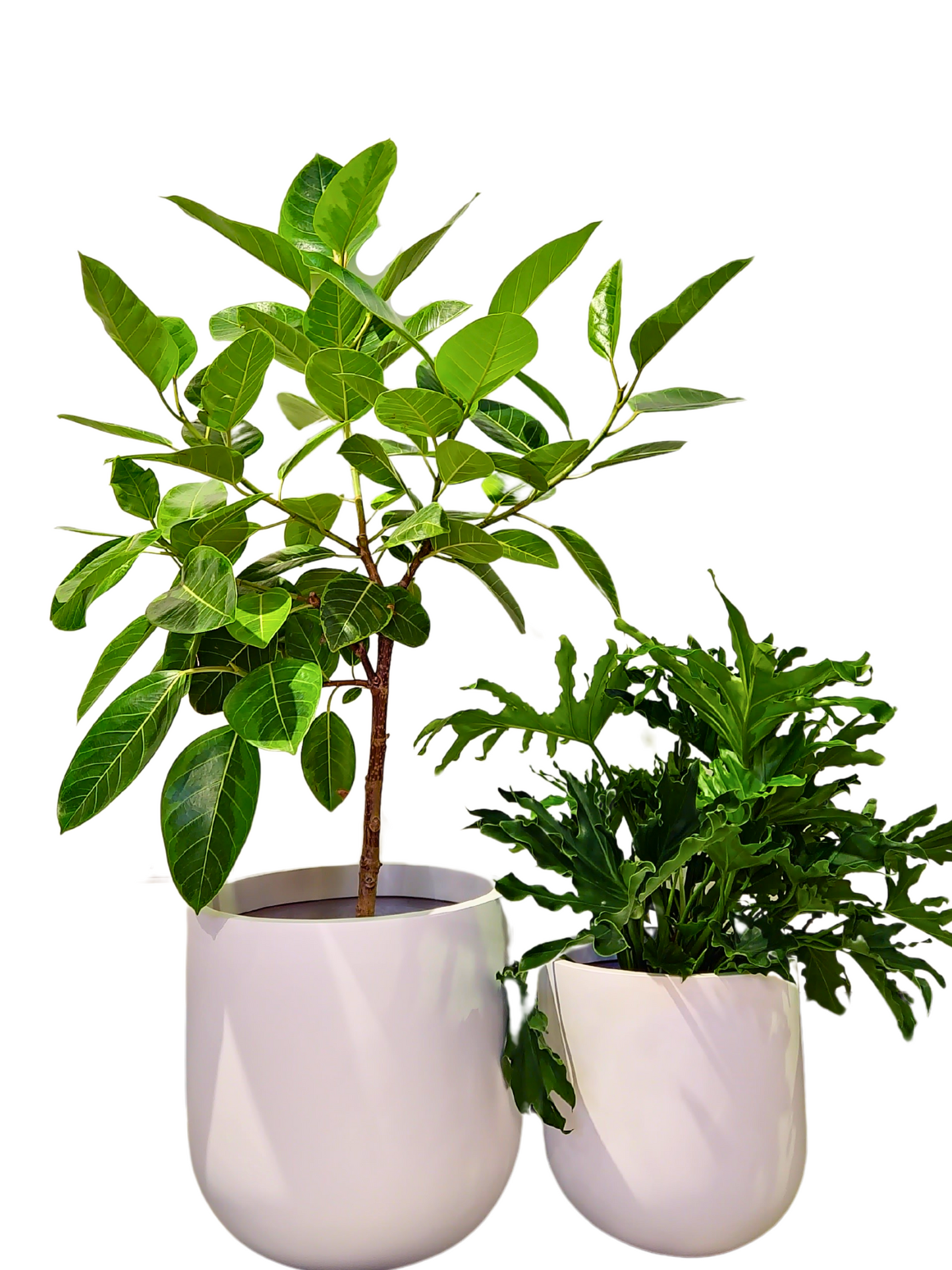 Rotunda Fiberglass Planter