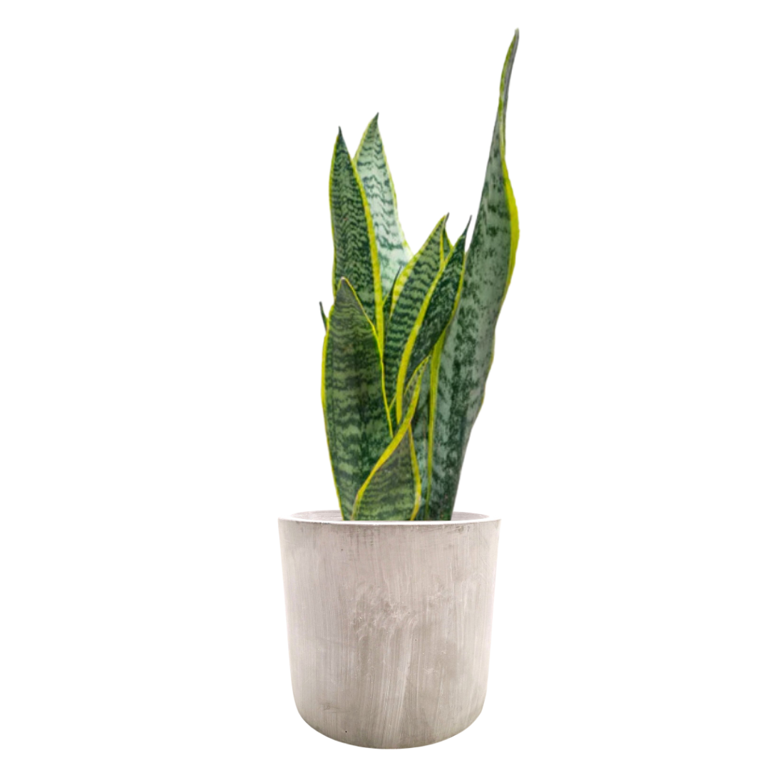 Grace planter