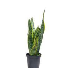 Load image into Gallery viewer, Sally the Snake plant
