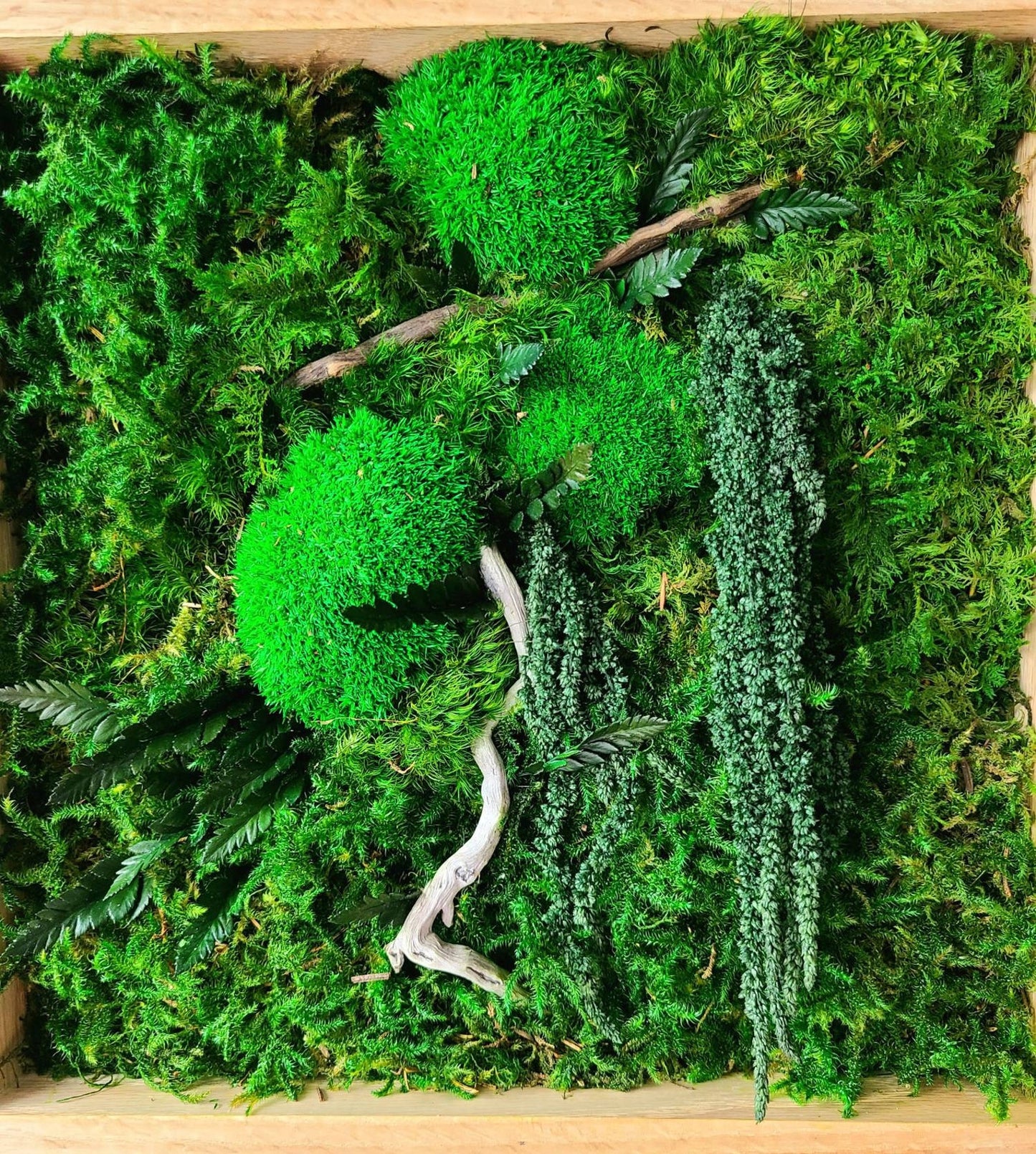 Green gem moss