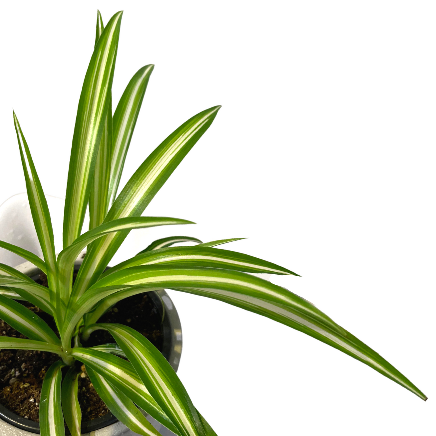 Spider Plant