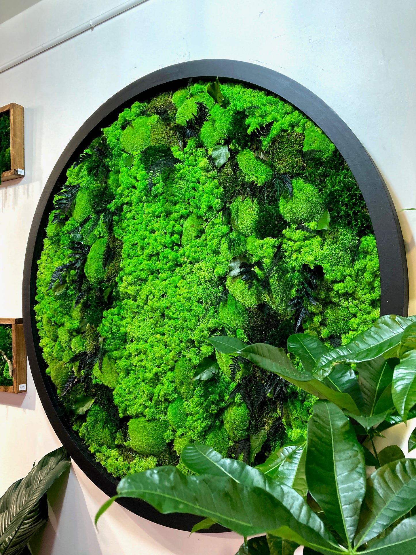 Prairie of Moss