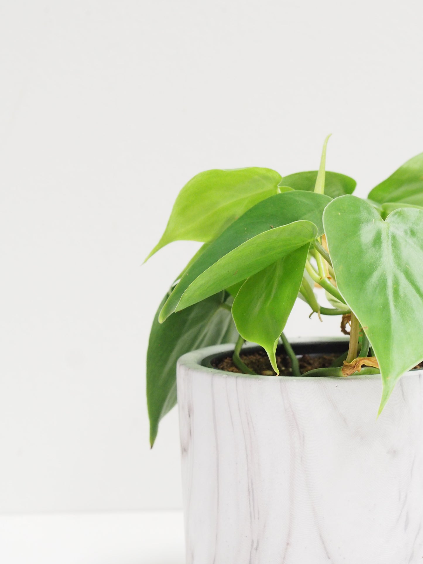 Philodendron Heart