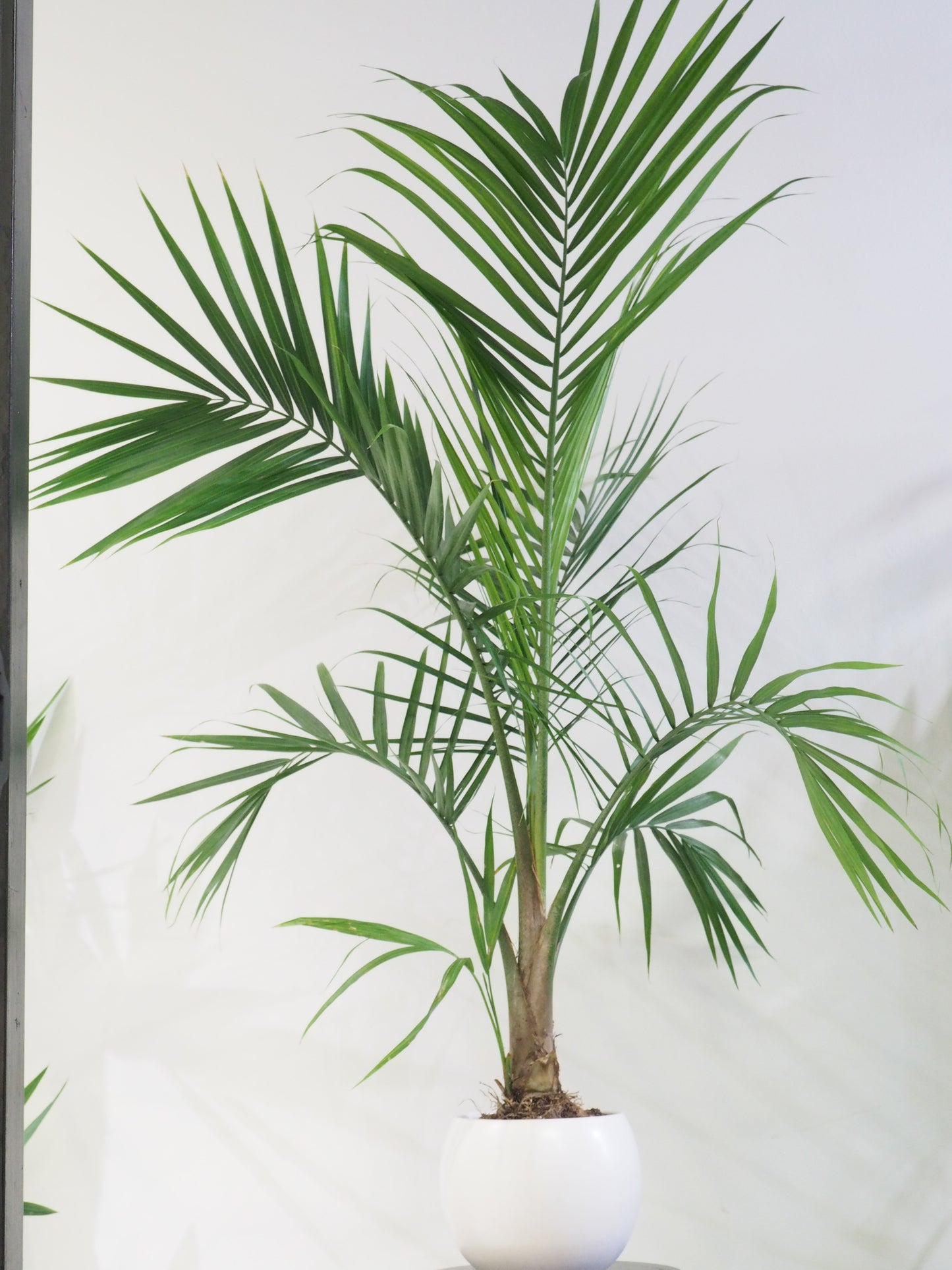 Majesty Palm