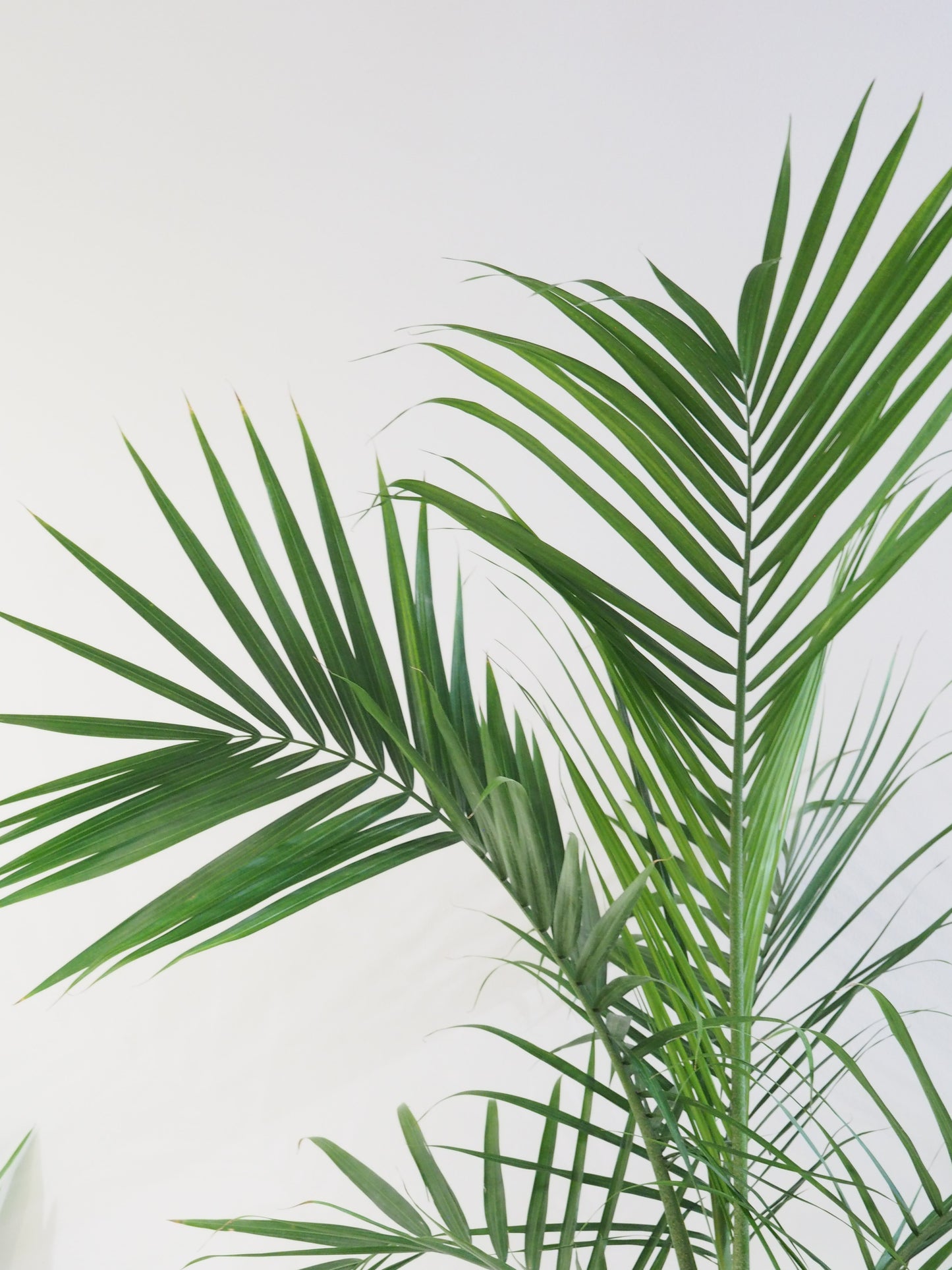 Majesty Palm