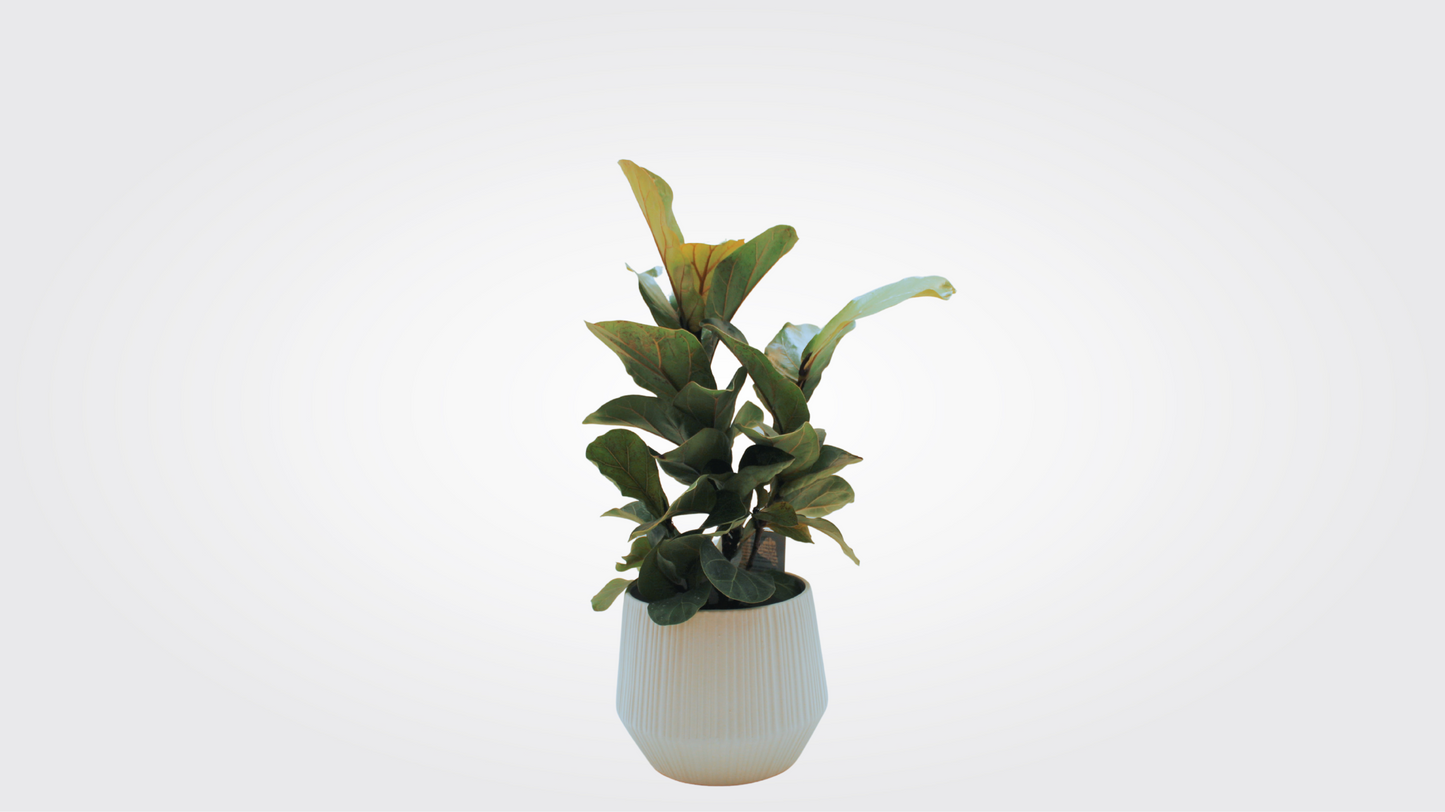 Small Fiddle-Leaf fig "Bush"