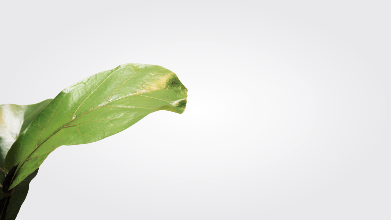 Small Fiddle-Leaf fig "Bush"