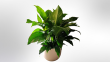 Load image into Gallery viewer, Low Cylinder Fiberglass Planters
