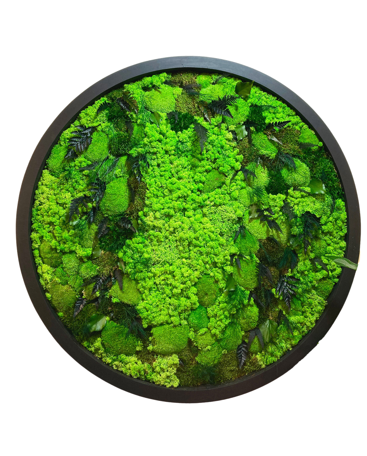 Prairie of Moss