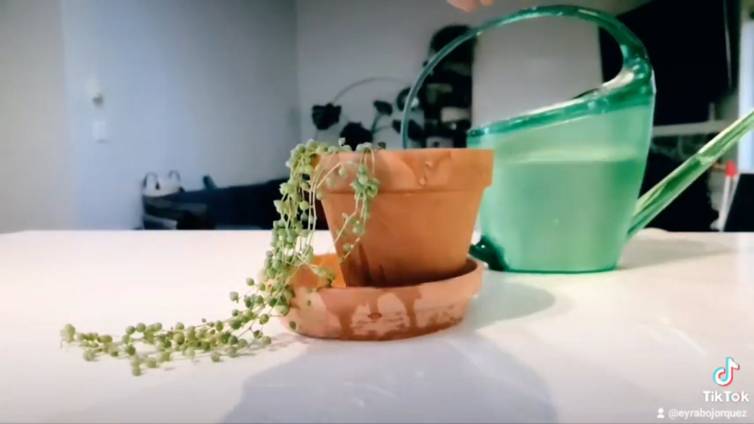 Let’s talk about Watering your houseplants