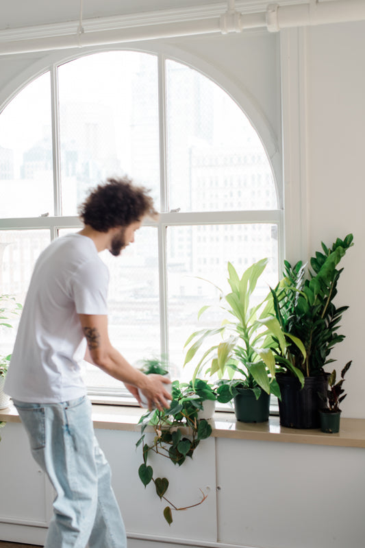 caring for houseplants