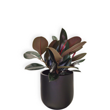 Load image into Gallery viewer, Ficus Rubber Burgundy

