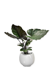 Load image into Gallery viewer, Elephant&#39;s ear plant- Alocasia-
