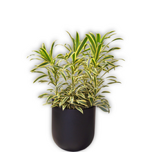 Load image into Gallery viewer, Dracaena song of India
