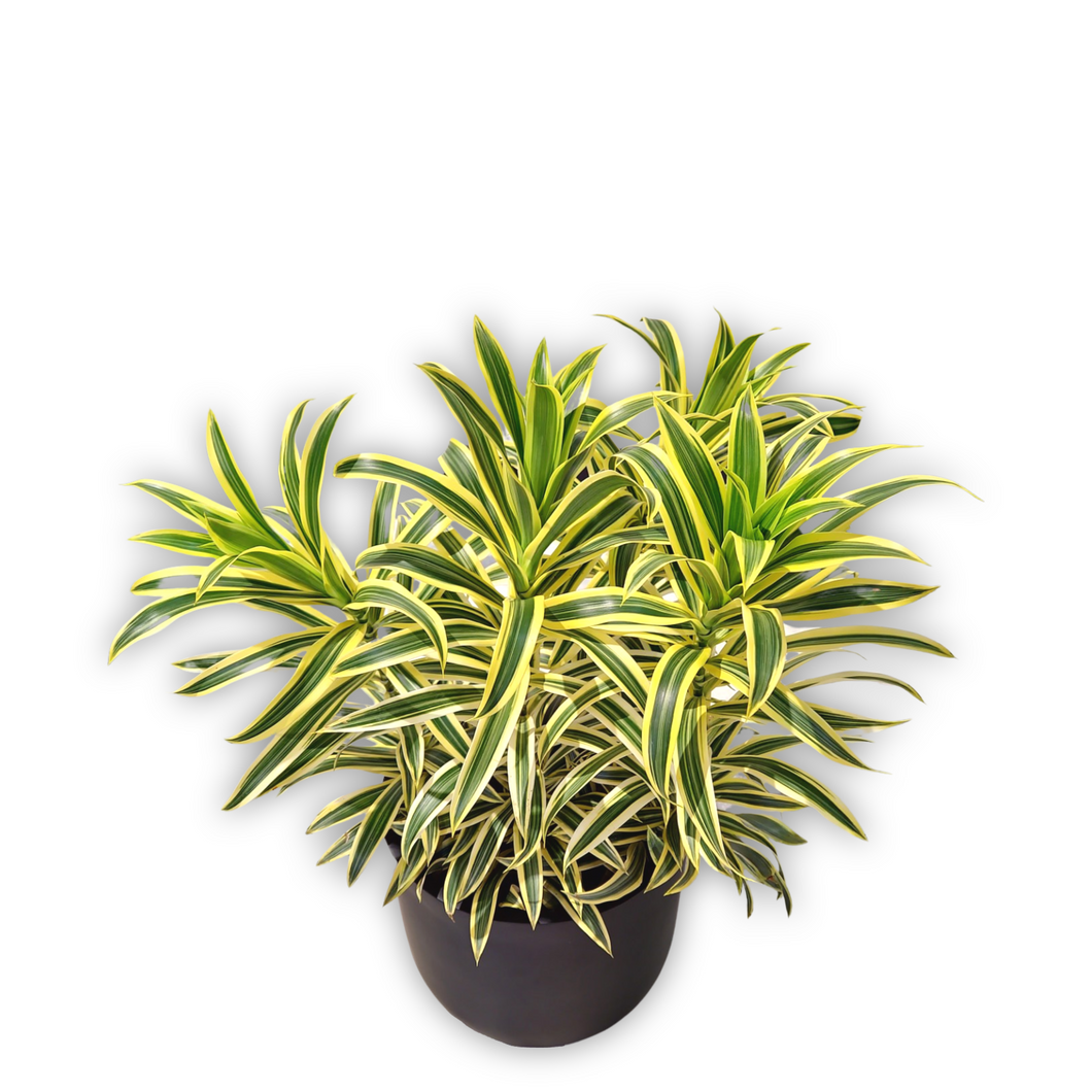 Dracaena song of India