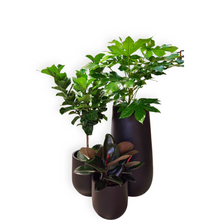 Load image into Gallery viewer, Ficus Rubber Burgundy
