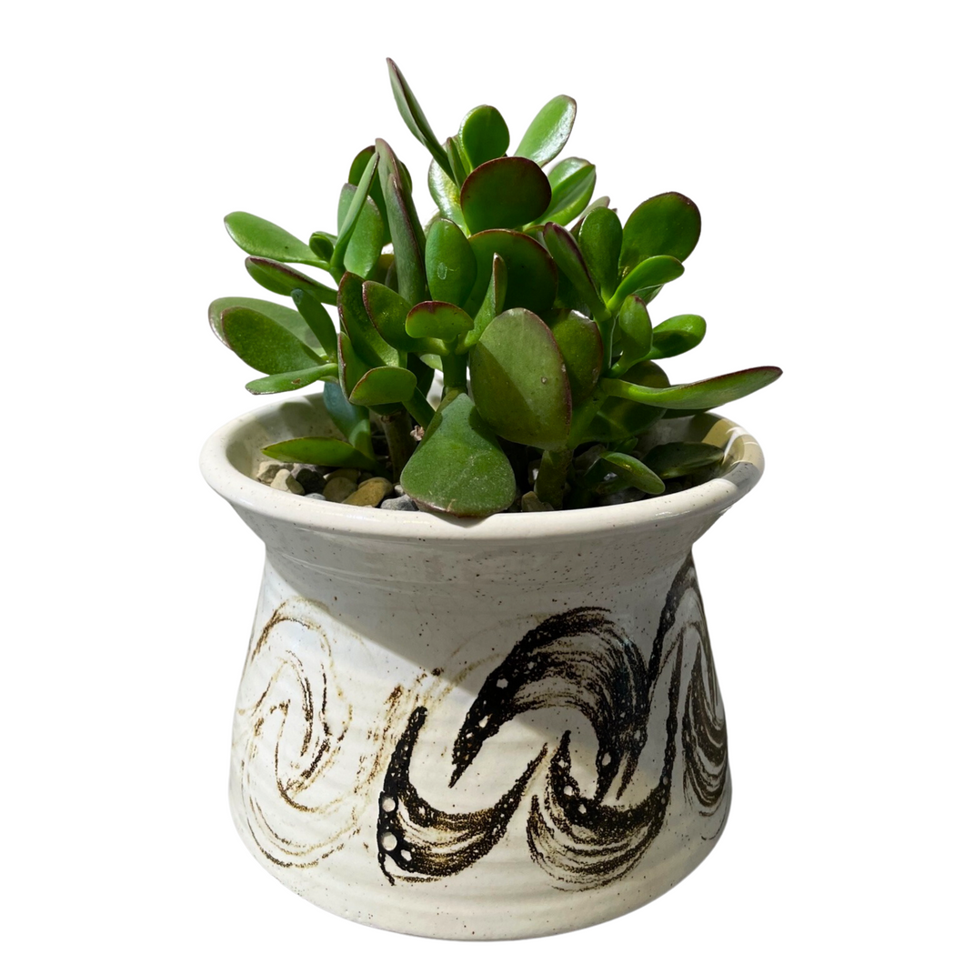 Jade Plant in Ceramic