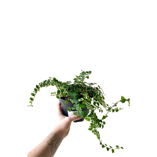 Ficus pumila variagated