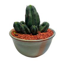 Load image into Gallery viewer, Euphorbia Anoplia
