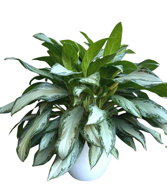 Chinese Evergreen