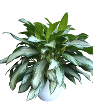 Load image into Gallery viewer, Chinese Evergreen
