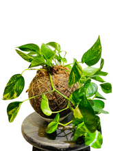 Load image into Gallery viewer, Golden Pothos Kokedama - Large
