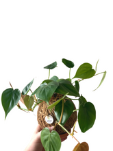 Load image into Gallery viewer, Philodendron Green Kokedama

