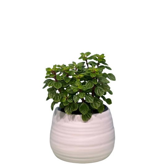 Peperomia Little Fantasy