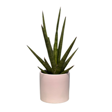 Load image into Gallery viewer, Snake Plant Fernwood
