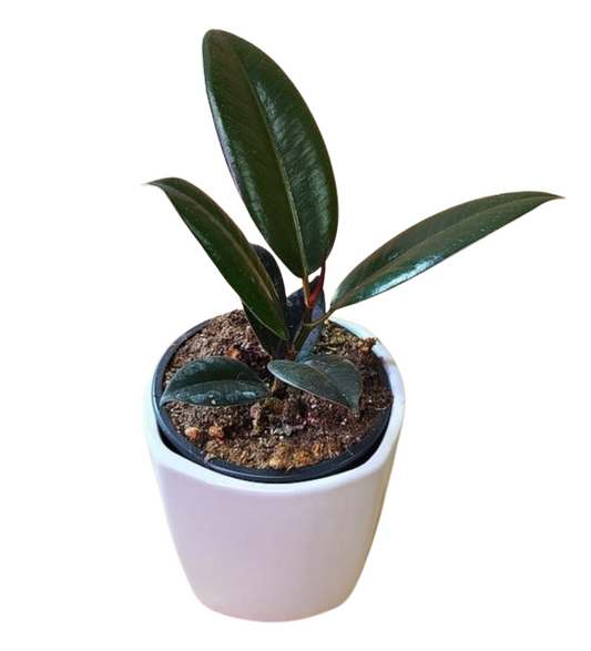 Rubber tree burgundy
