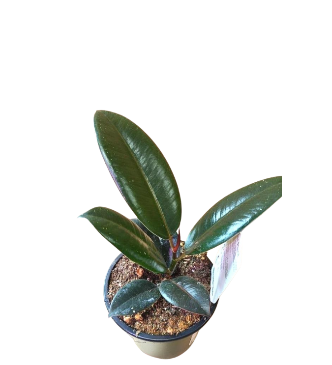 Rubber tree burgundy