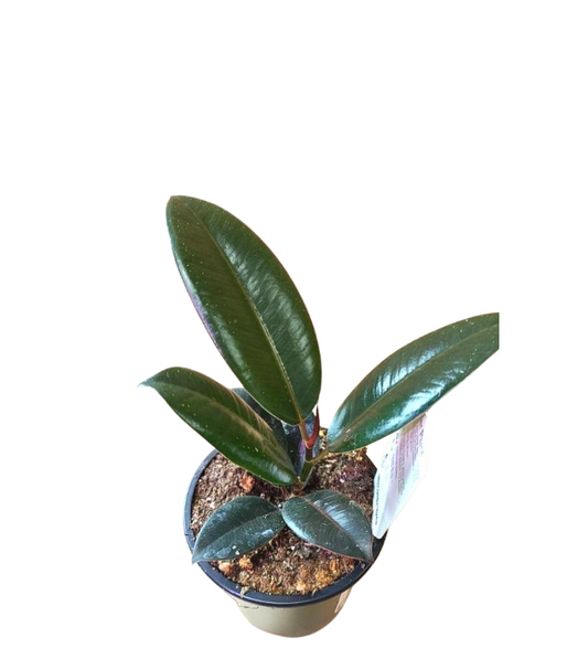 Rubber tree burgundy