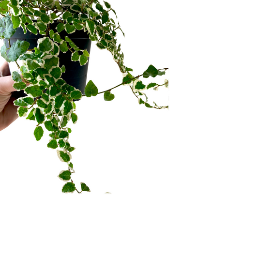 Ficus pumila variagated