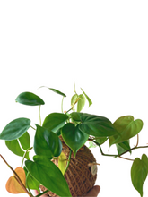 Load image into Gallery viewer, Philodendron Green Kokedama
