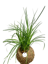 Load image into Gallery viewer, Ponytail Palm Kokedama
