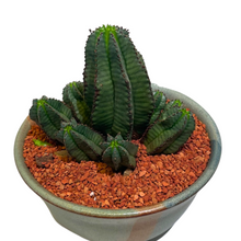 Load image into Gallery viewer, Euphorbia Anoplia
