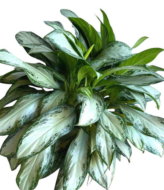 Chinese Evergreen